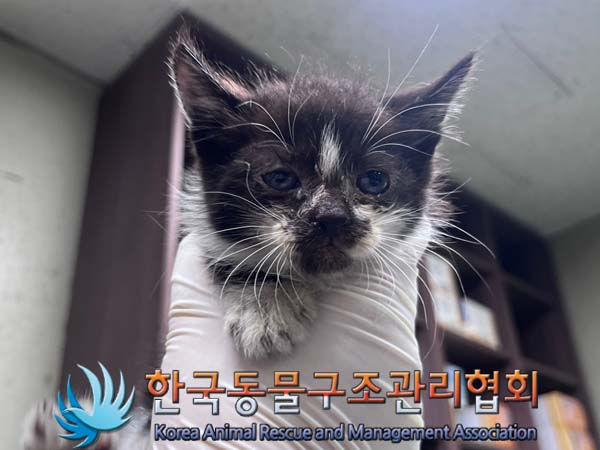 한국동물구조관리협회_441559202401074